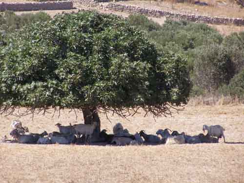 small cyclades nature